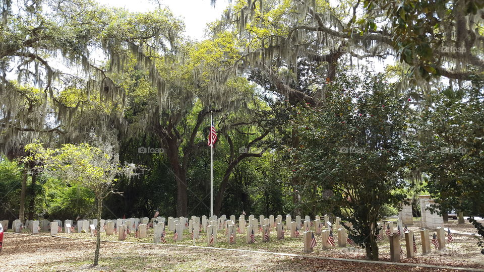Savannah cemetery