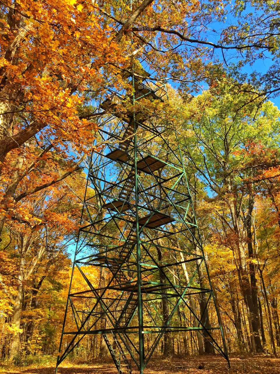 Fire tower in the woods