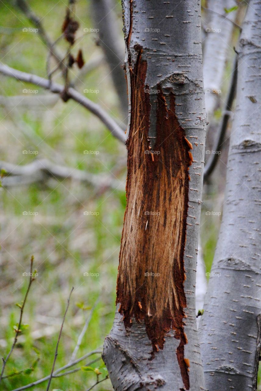 Scarred Aspen