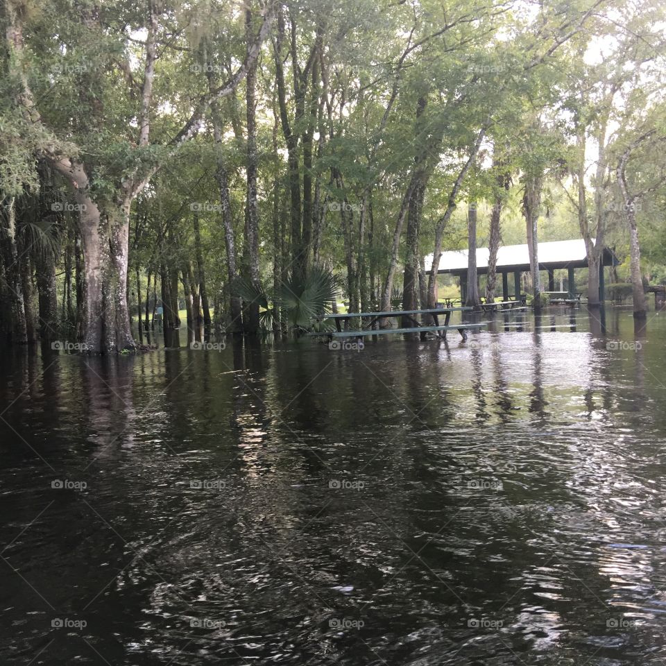 Flooded natures classroom on the Hillsboro River Tampa Florida