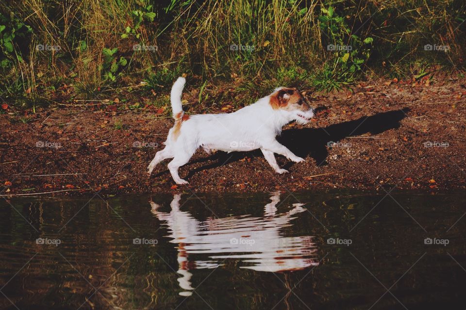 Side view of dog running