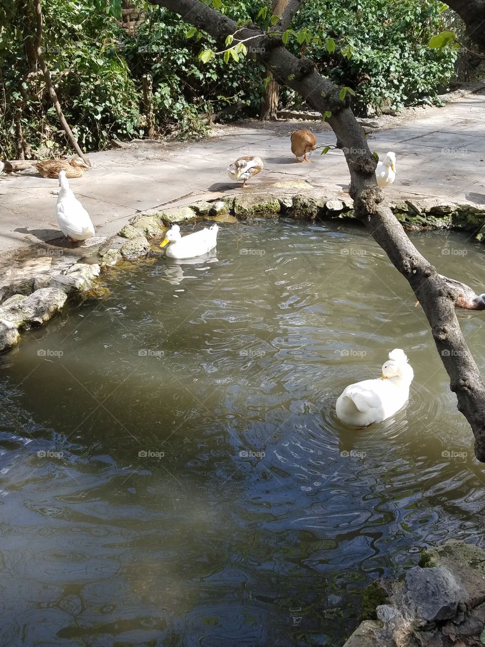 ducks with mohawks in Ankara Turkey