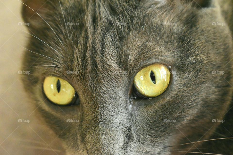 cat's eyes