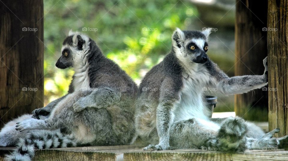 Lemurs