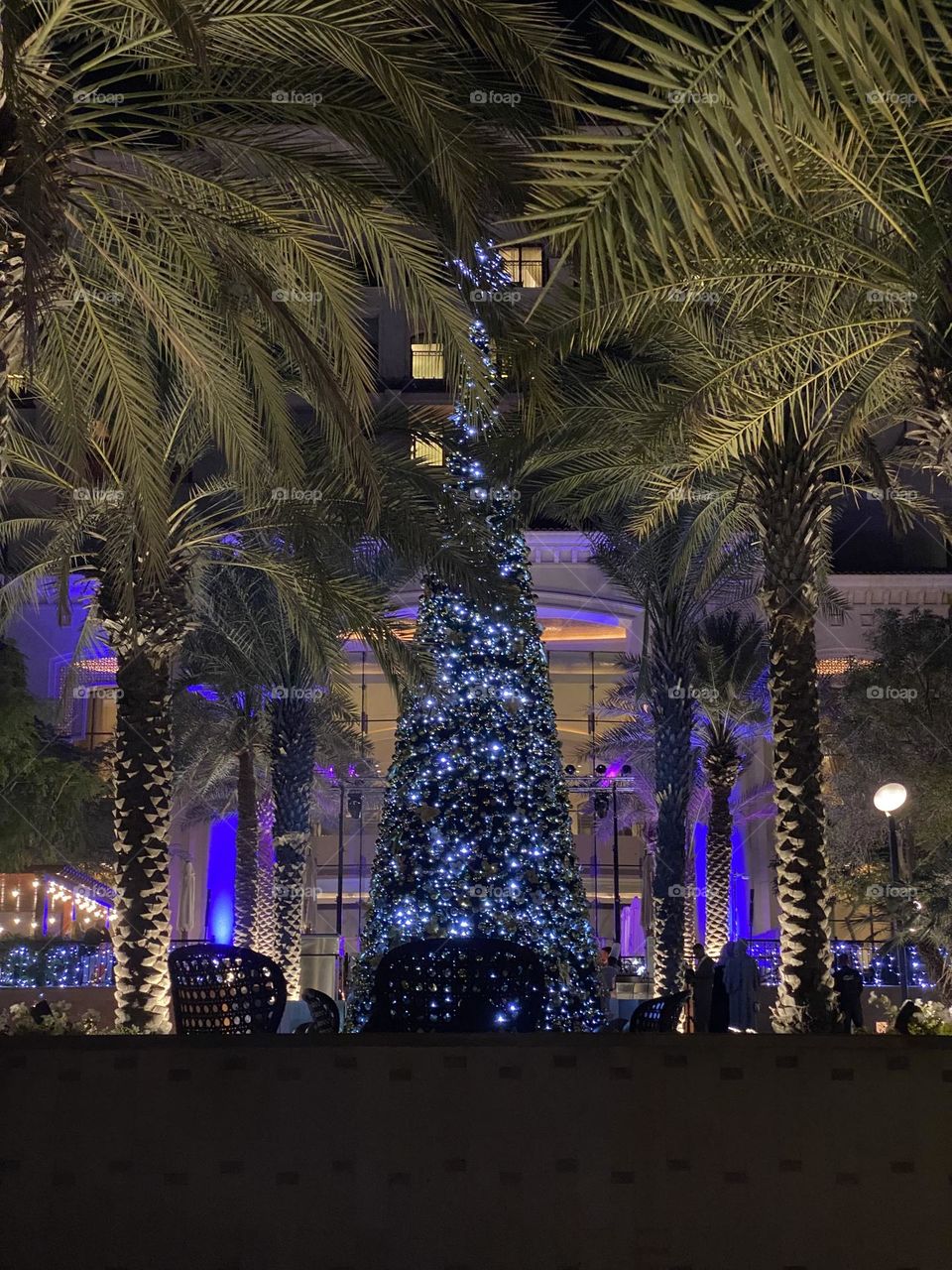 Christmas Tree between the Palms 