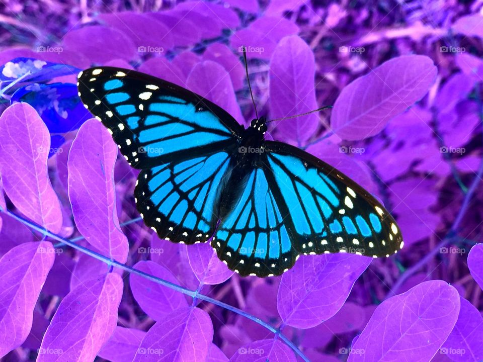 butterflyin'