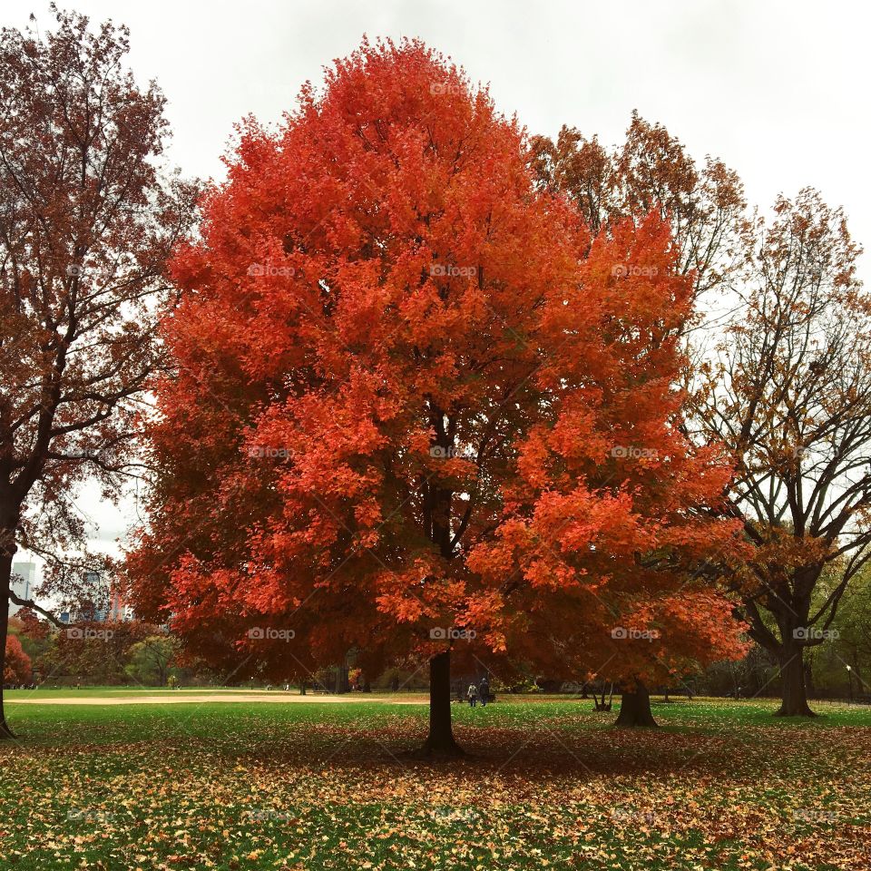 Red tree in Brooklyn 