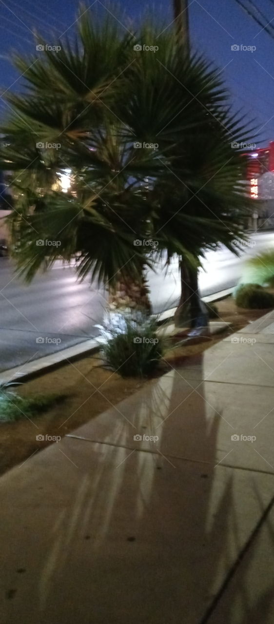 Palm trees is all you see 🙈 or is it