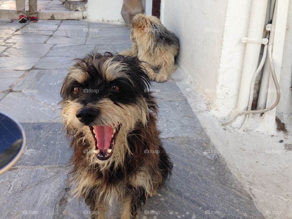 Portrait of dog with mouth open