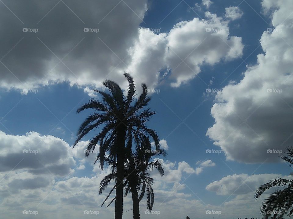 Beautiful palm tree embraced foggy and blue sky at marrakech city in Morocco.