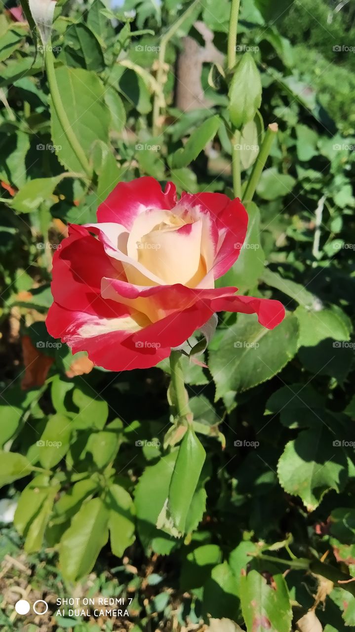 beautiful rose