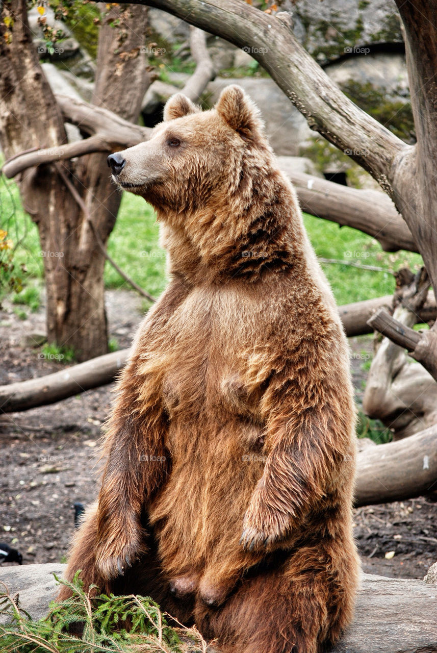 nature zoo animals bear by serbachs