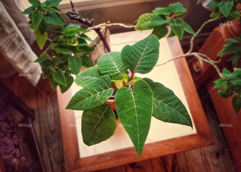 An old poinsettia plant that has turned itself into a bonsai