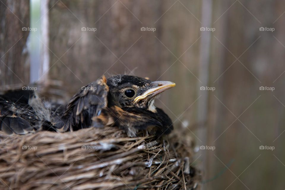 Hatchling Robin bird in a nest