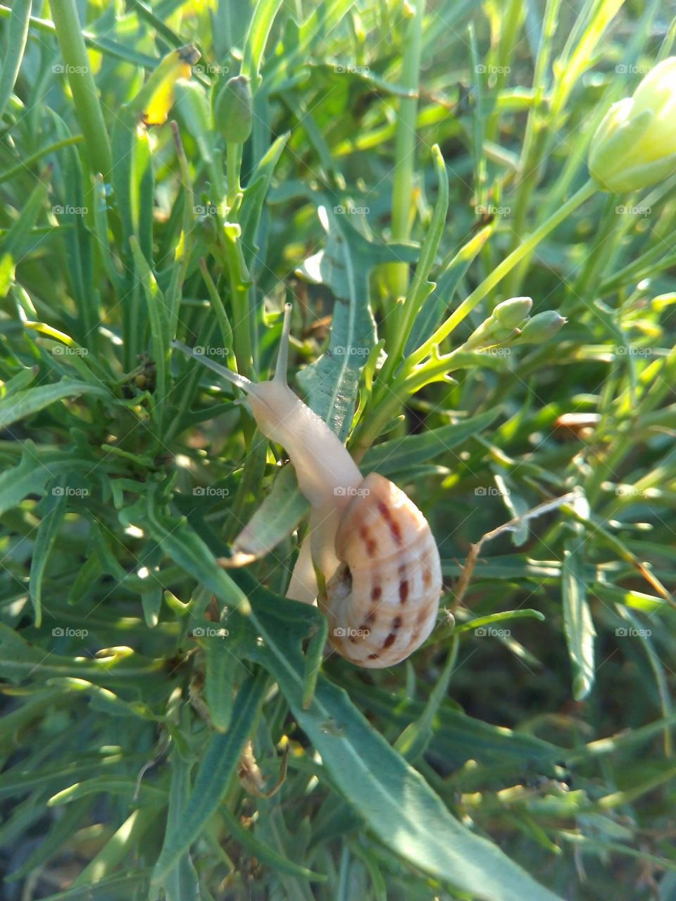 Nature, Leaf, Summer, Flora, Garden