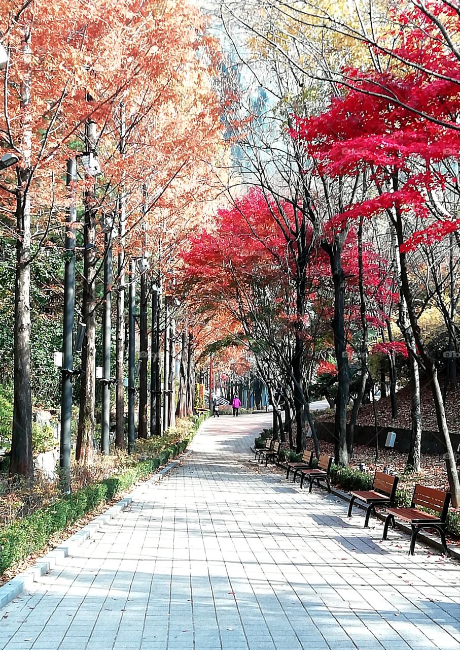 Autumn colours, South Korea