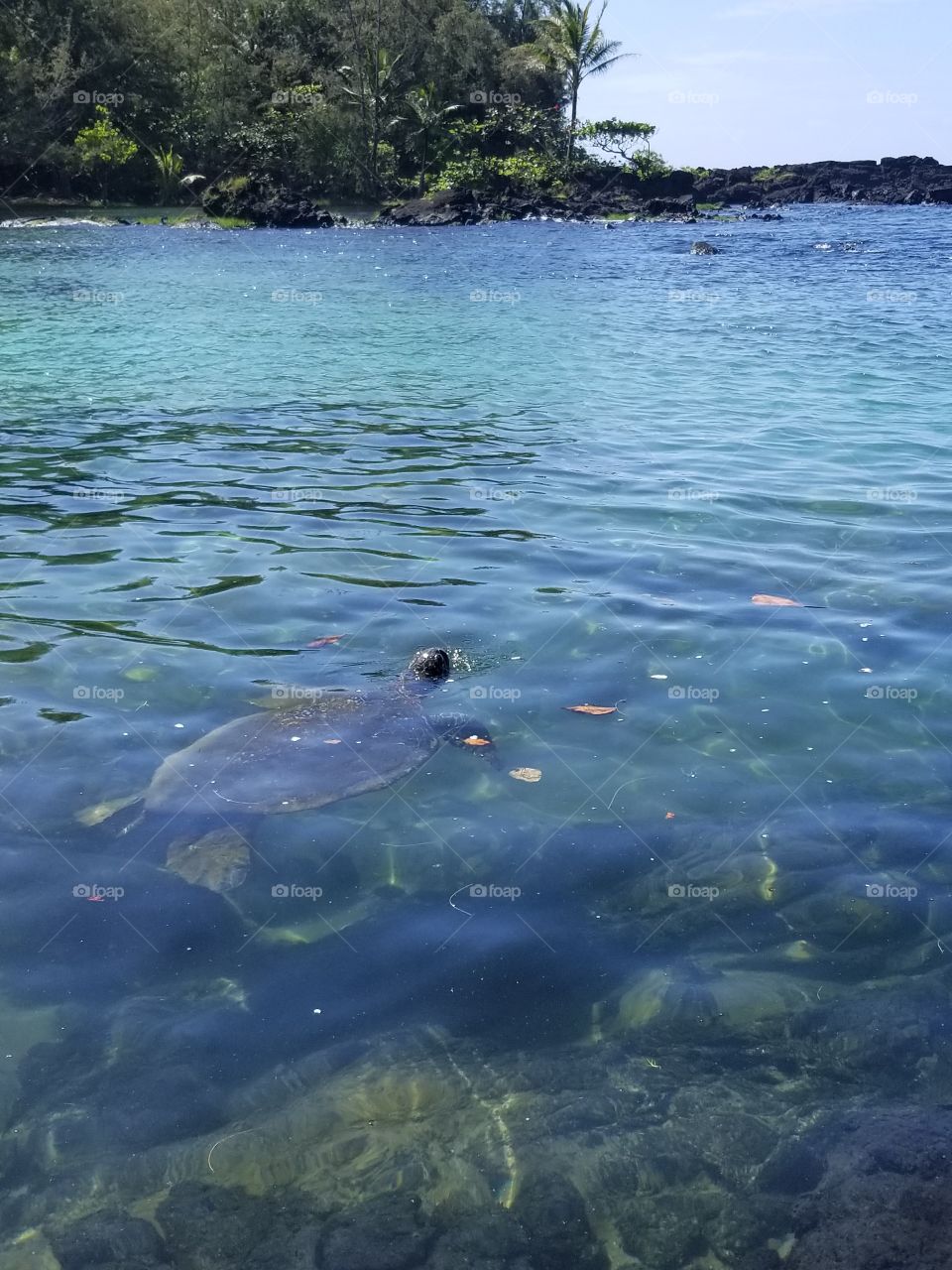 Turtle during high tide swimming with so much grace and gratitude.  this is my garden of eden. thank you