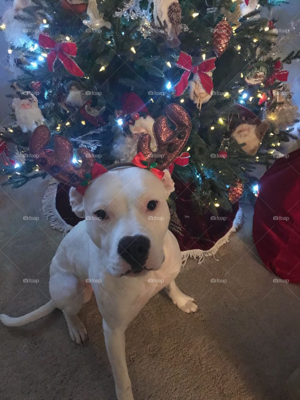 Christmas Pup