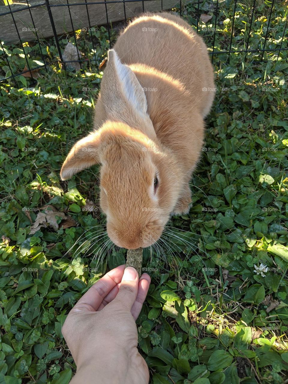 A rabbit named Chicken nugget