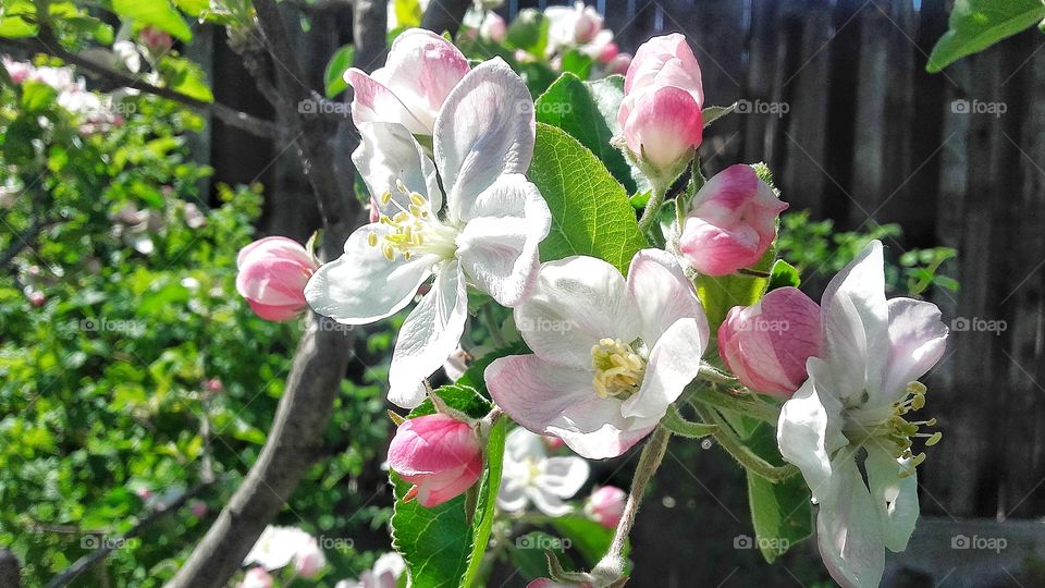 Apple tree in bloom