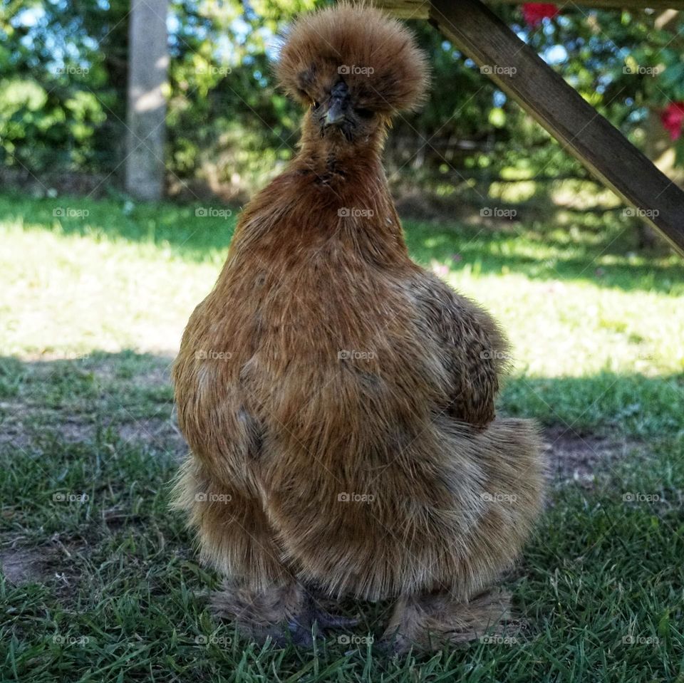 A pet chicken with the funniest hairdo 