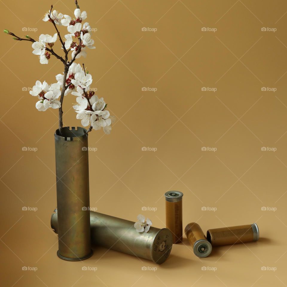Branch of apricot in spring blossom with bullets
