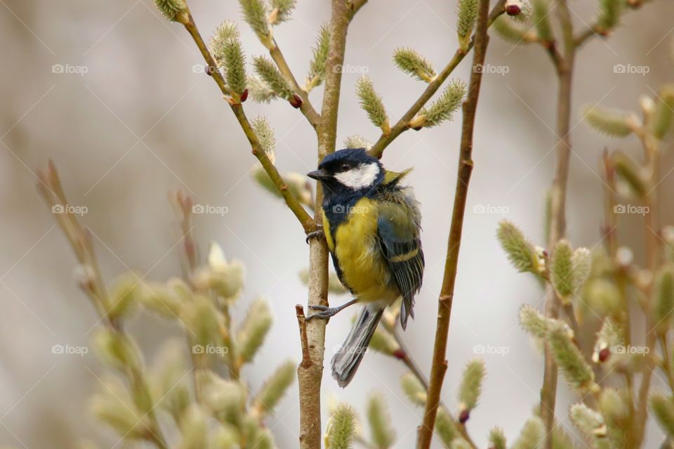 great tit