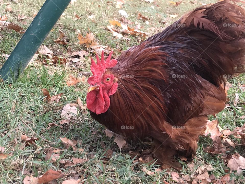 A foraging Red Cochin bantam rooster, who has caught the attention of the camera.