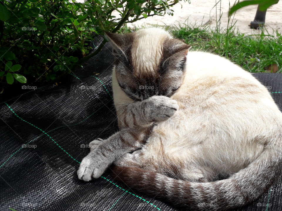 my cat in the garden
