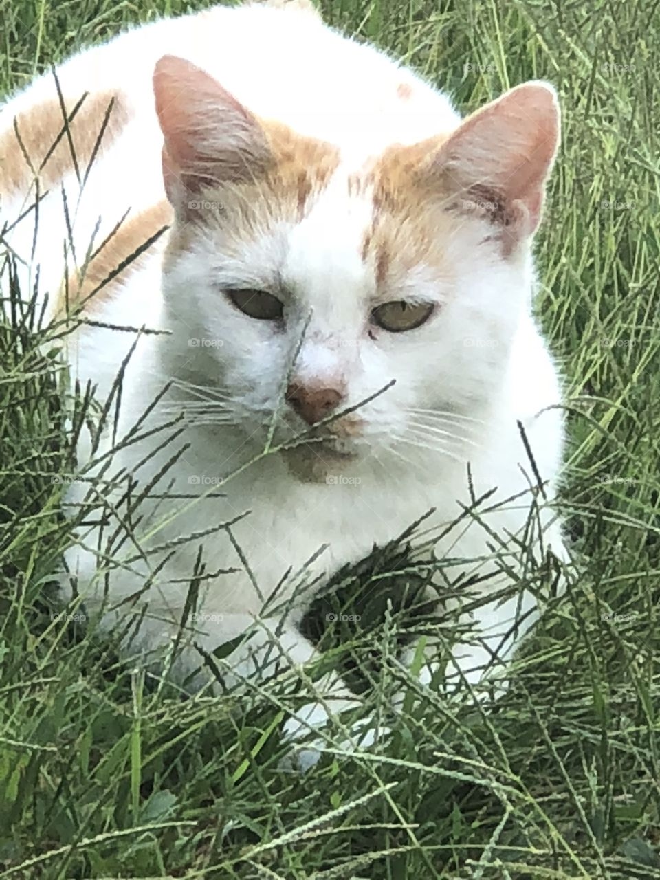 Cute cat in tall grass