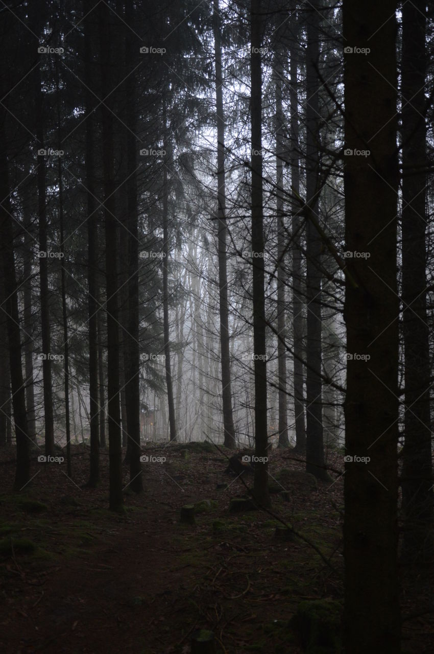 Magical forest in the south of Sweden