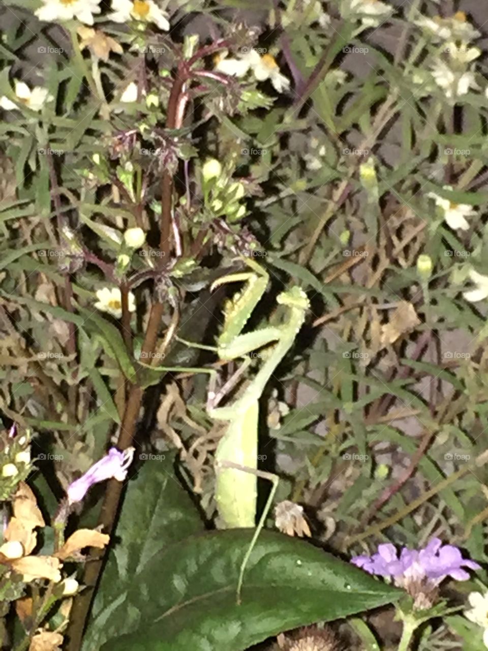 Preying mantis 