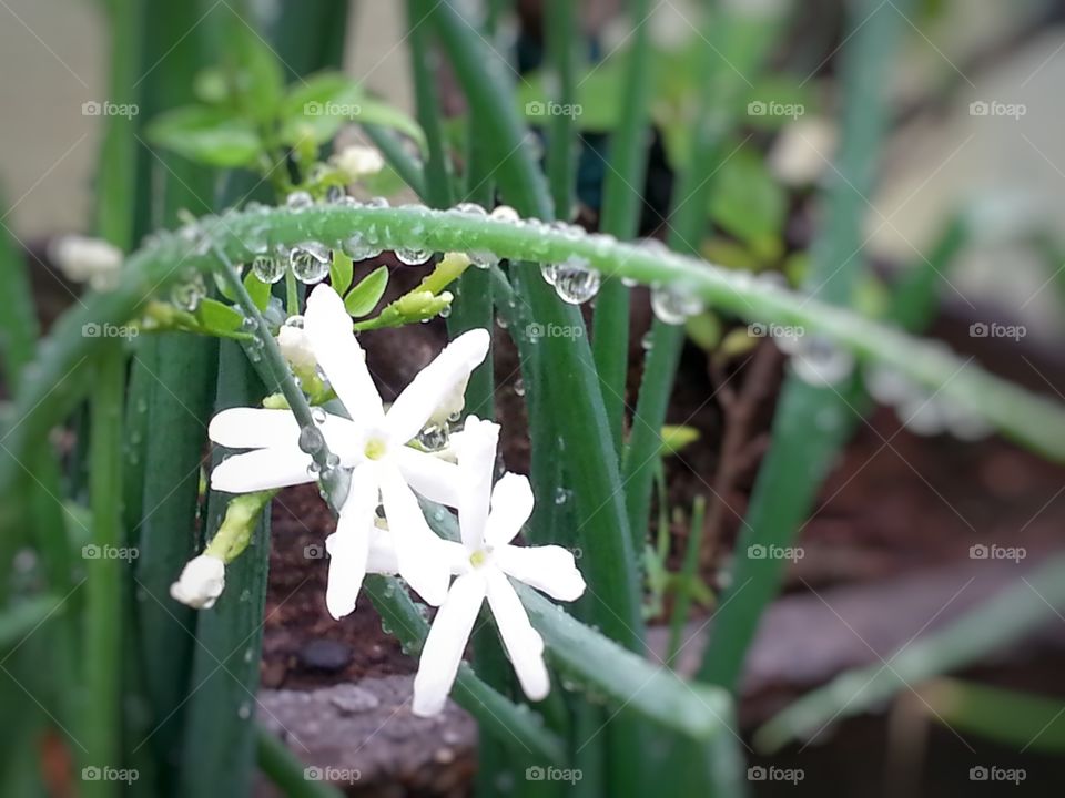 see to relax. relaxing  flowers