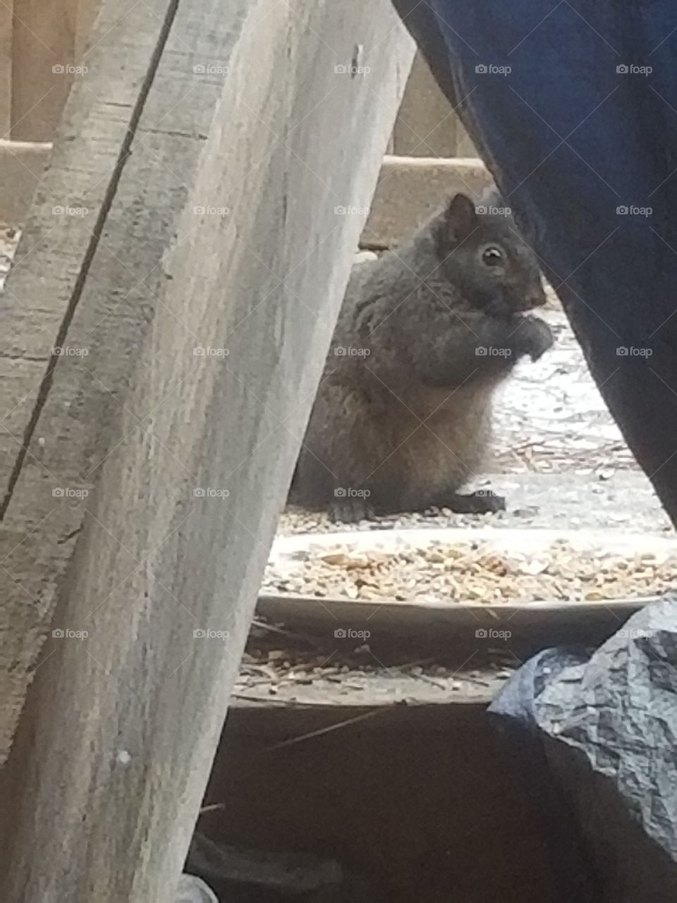 Pregnant Squirrel ♡