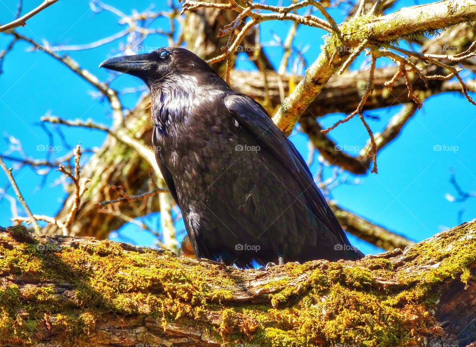 Watchful Crow