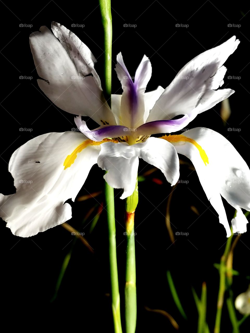 dramatically beautiful white flower