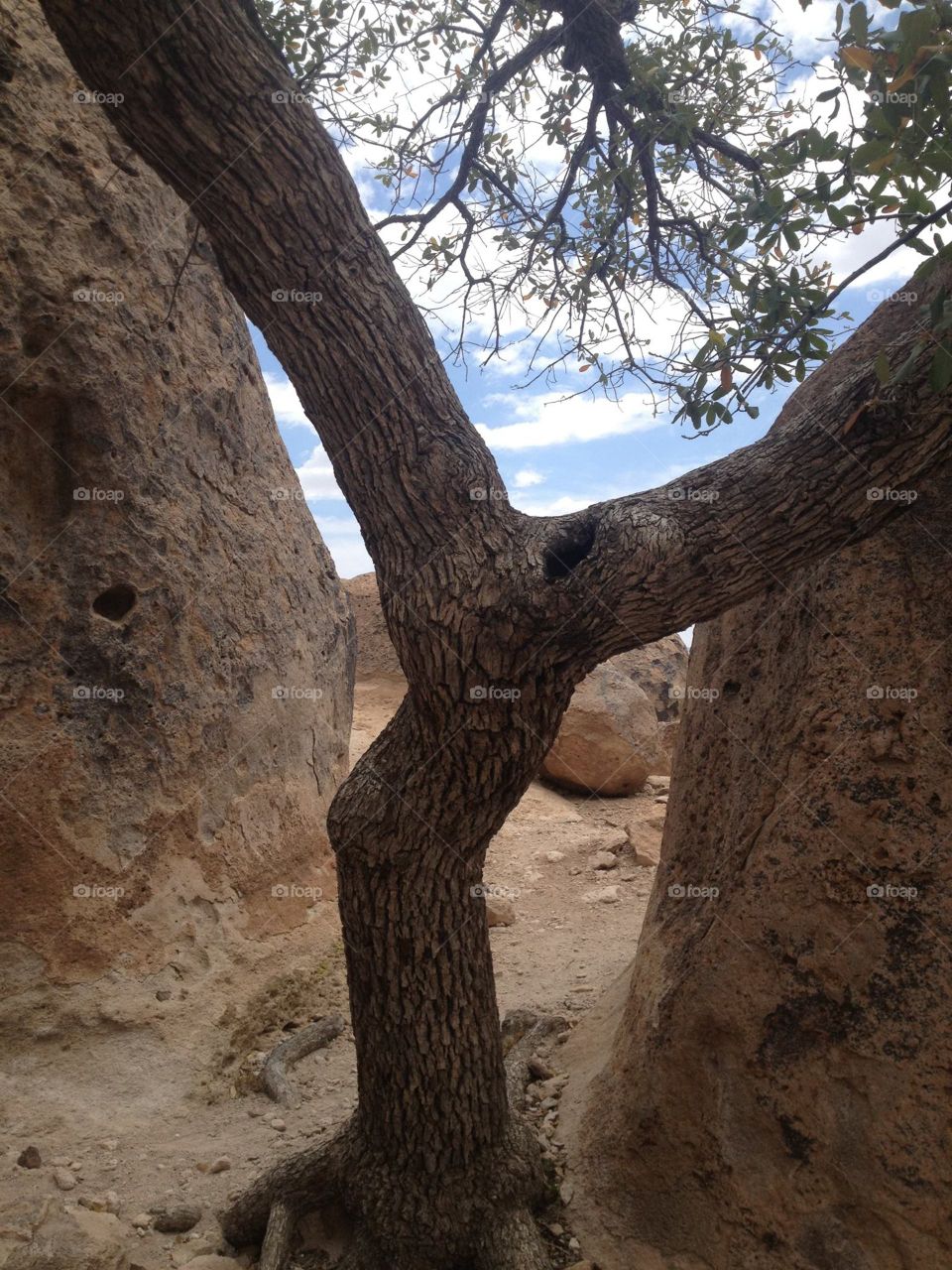 Tight squeeze . Tree growing out of boulder 