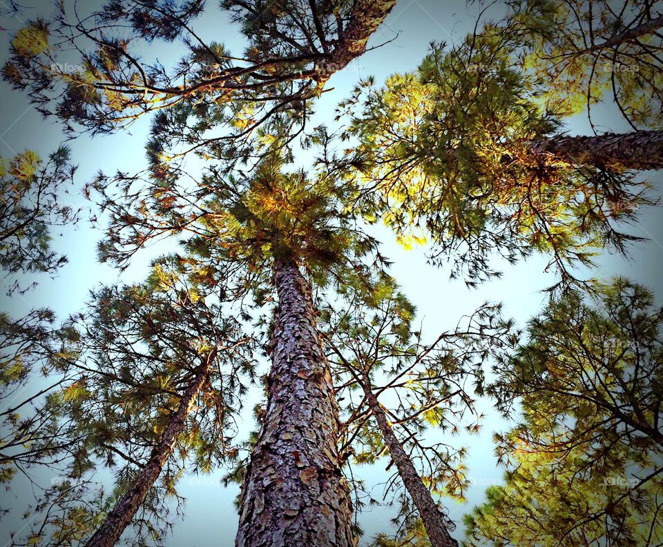 Forest canopy . Looking skyward into the forest canopy.