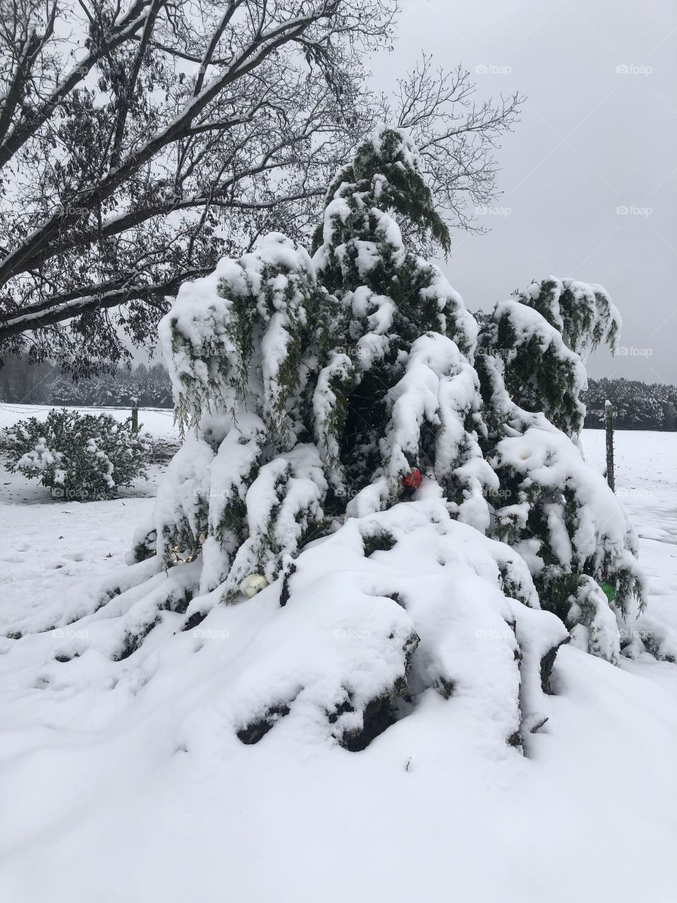Snow, snow covered tree, cold 
