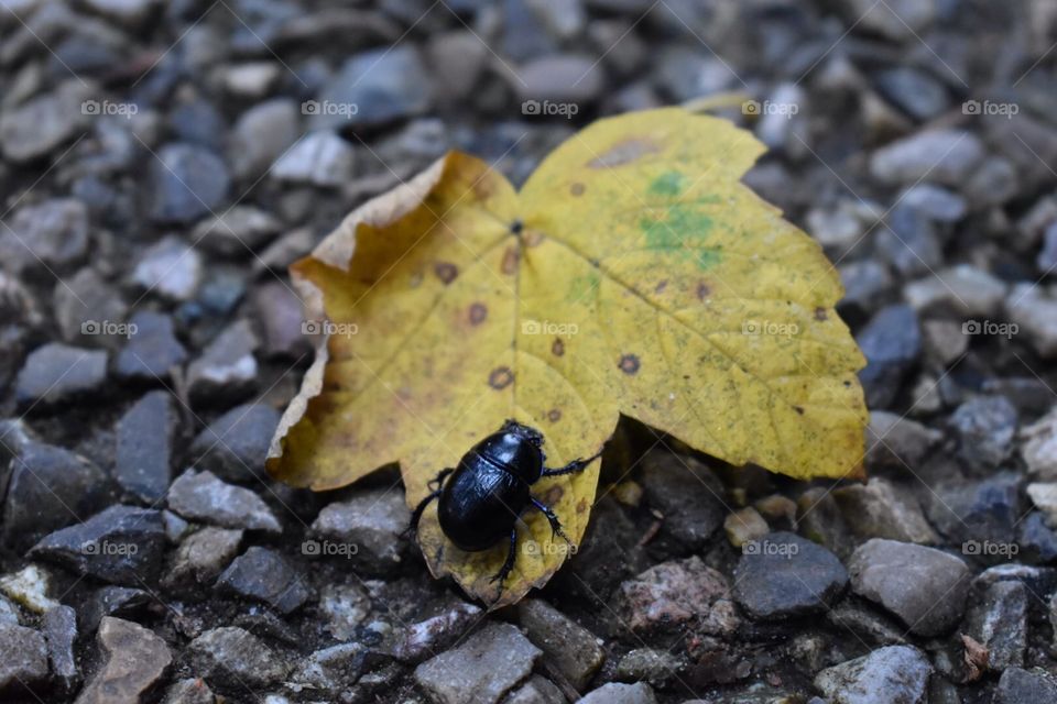 Bug on an autumn leaf
