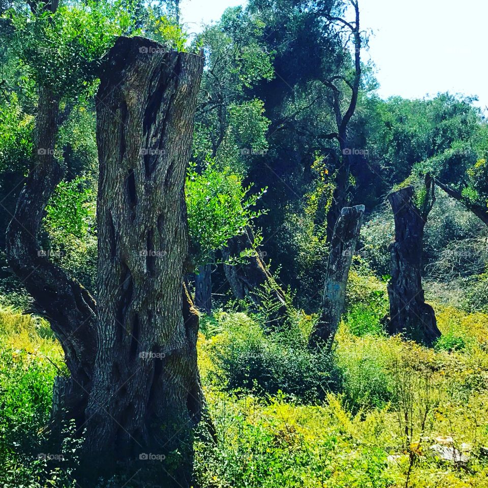 Trees, Paxos, Greece
