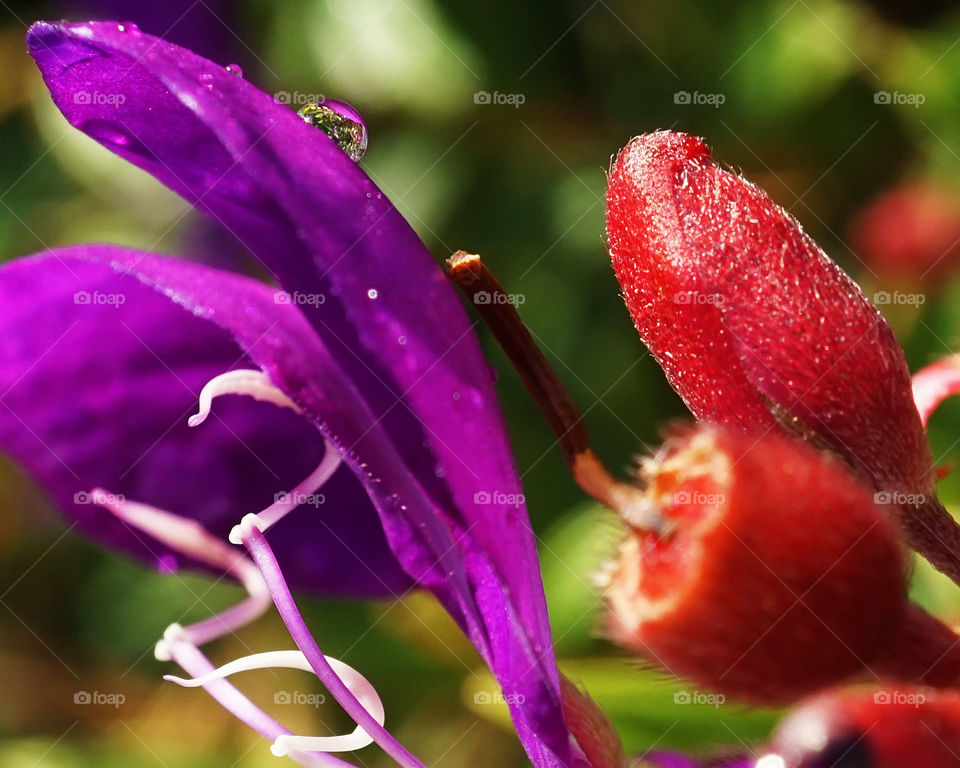 Tibouchina closeup and bud