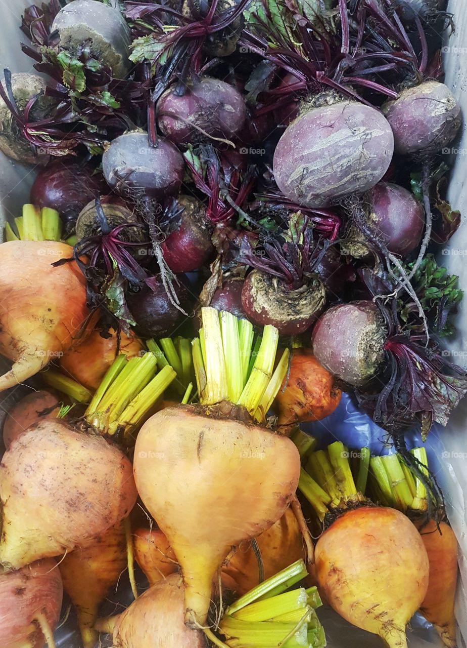 Fresh Beetroot gold and red vegetables