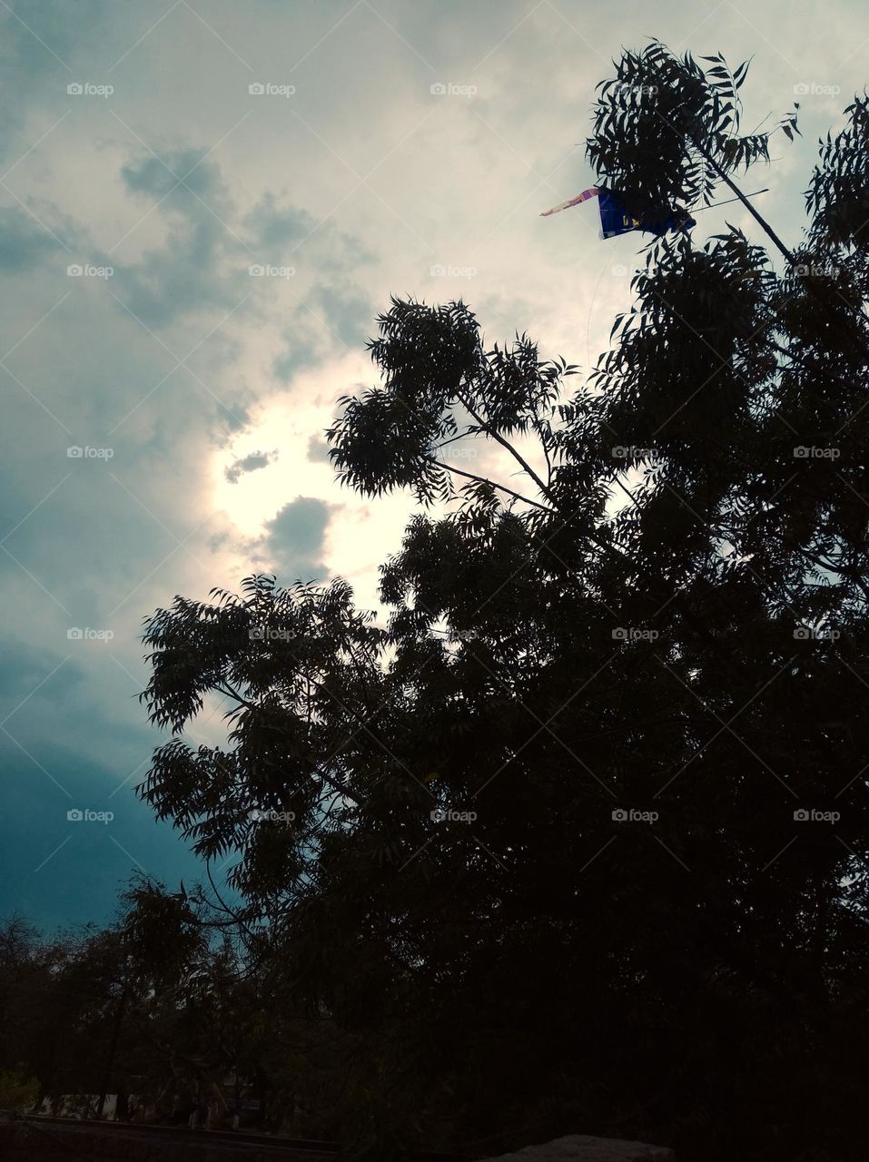 sun set scene whites cloud scattered dark tree, leaves looking black, slightly shining