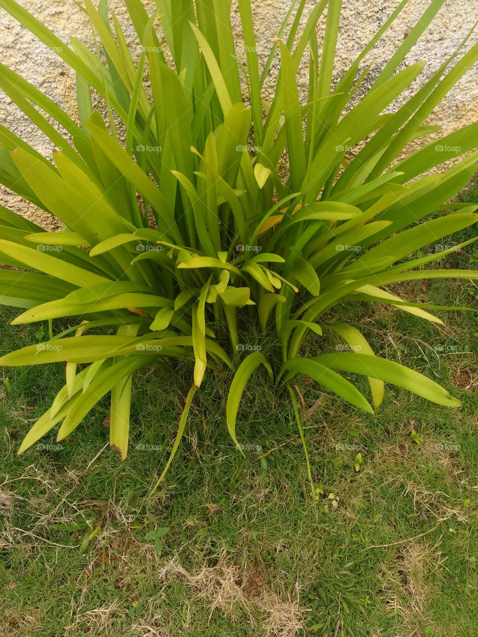 lindo