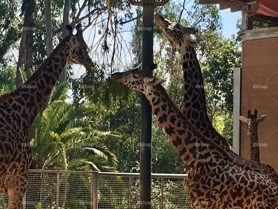 Giraffes 