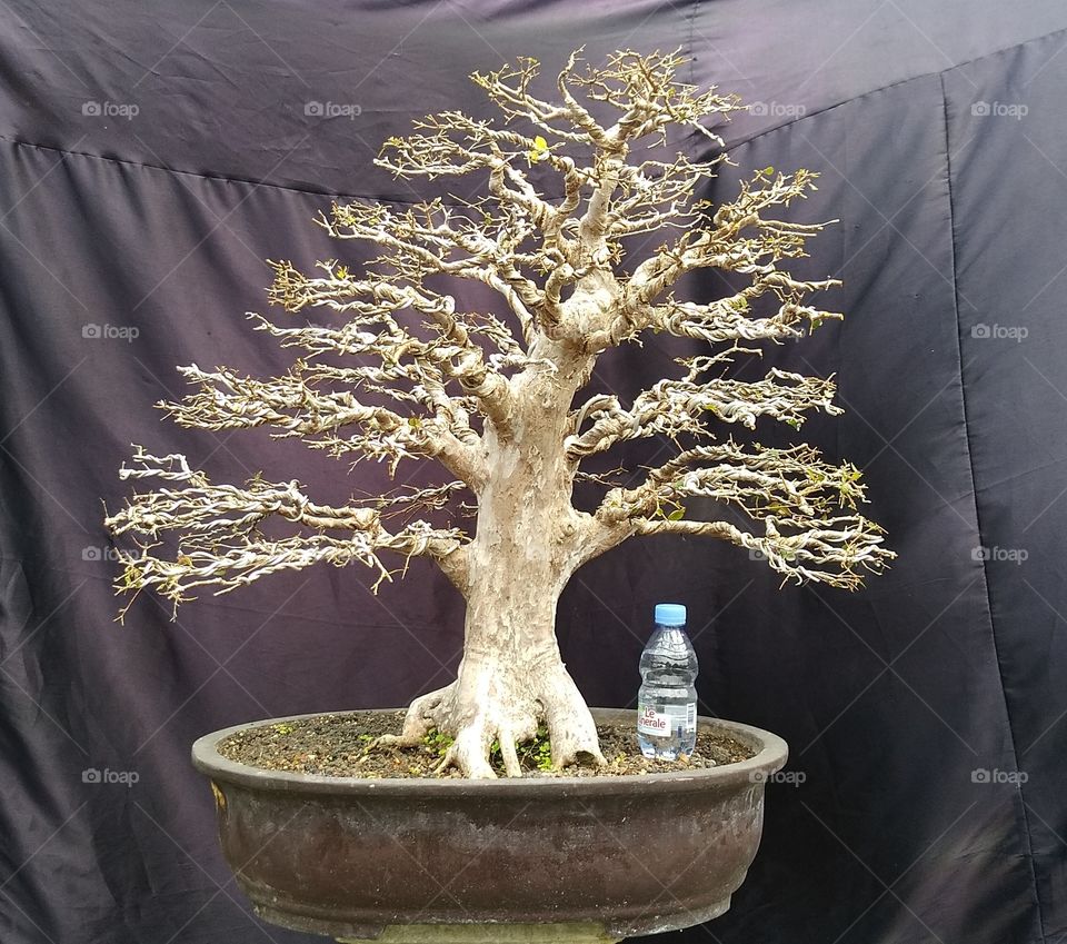 Art in a bonsai