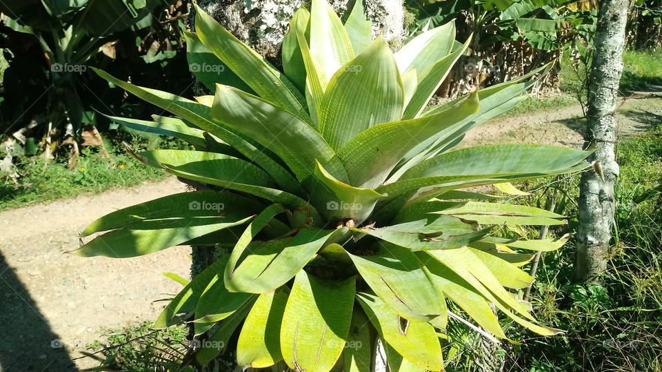 TRONCO BROMÉLIAS