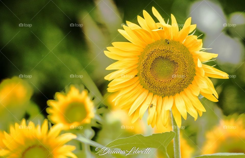 Girasole SunFlower!