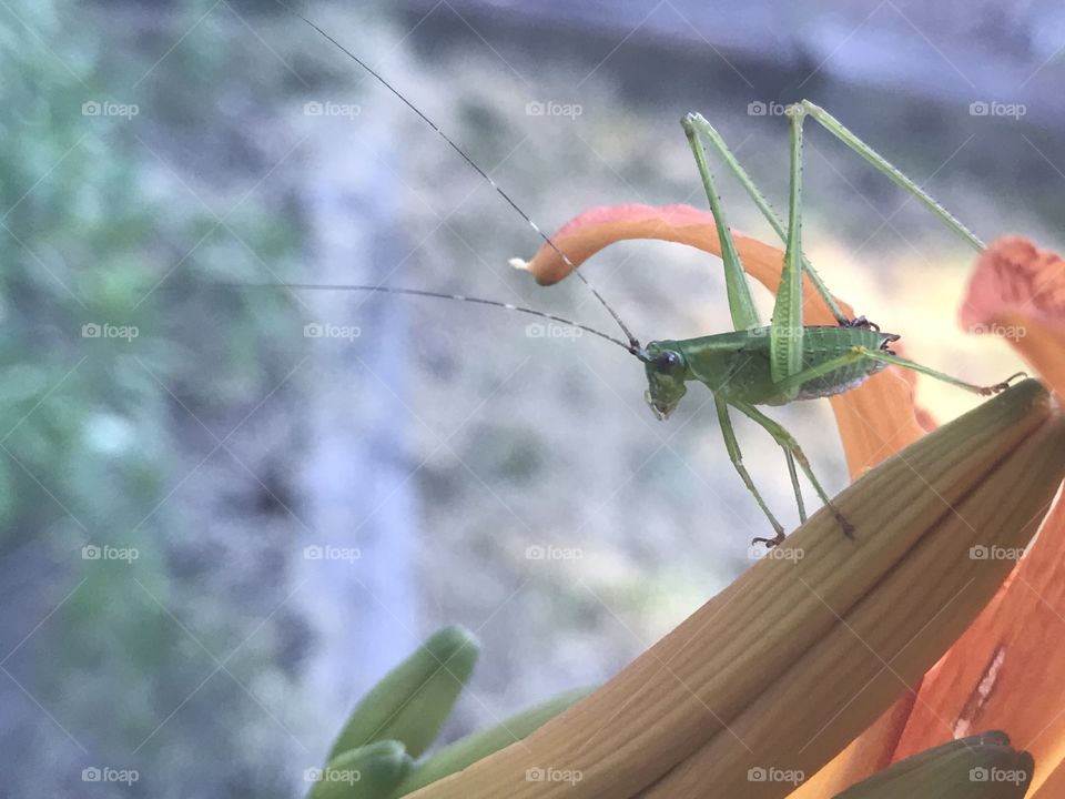 Grasshopper in the garden 